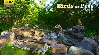 AMAZING Birds Sunrise on Natural feeder  4K HDR  TV for PETs [upl. by Schaefer]