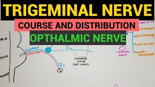 Trigeminal Nerve Anatomy  The Maxillary nerve [upl. by Ykvir]