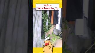 【2ch面白いスレ】ワイの部屋が謎の植物に侵食されてしまうwwww 2ch 2chスレ 面白い shorts [upl. by Emiaj971]