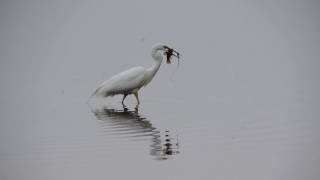 Grote Zilverreiger pakt stevige vis [upl. by Ayekat]