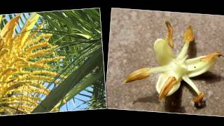 Do You Know Coconut Tree Flower Fruit and Seed [upl. by Rehpotsirhk]