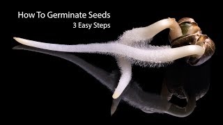 How To Germinate Seeds Fast  3 Simple Steps [upl. by Irita]