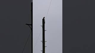 Kestrel on a telegraph pole  Penketh [upl. by Yuk]