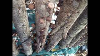 Timelapse of Shiitake Mushrooms Rapid Growth Over Several Days [upl. by Nilla]