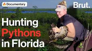 Hunting Pythons in Florida [upl. by Nageem]