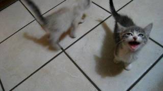 2 kittens 1 cat lots of meowing [upl. by Tibbs72]