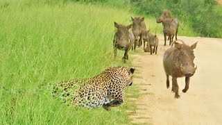 WARTHOGS WALK RIGHT INTO LEOPARD [upl. by Everett651]