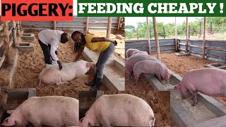 How To Feed PIGS At A Low COST  Cheap Feeds When To DEWORM PIGS [upl. by Refinney532]