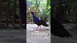 Edward’s pheasant call sound disneyanimalkingdom [upl. by Ecidnarb]