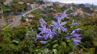 Madeira Levada do Norde walk [upl. by Airbas]