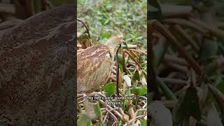 Eurasian Bittern call animals [upl. by Nhepets]