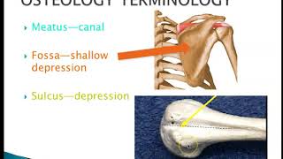 Osteology Terminology [upl. by Isadore]