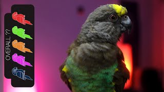 Meyers Parrot The Best Pet Parrot [upl. by Ylagam]