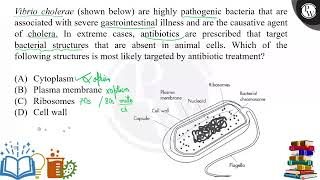 Vibrio cholerae shown below are highly pathogenic bacteria that are associated with severe gas [upl. by Kieger]