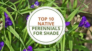 Top 10 Perennials for Shade in North Texas [upl. by Furiya]