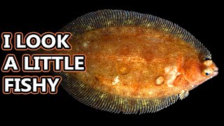 Flounder Flatfish Facts the ONESIDED FISH 🐟 Animal Fact Files [upl. by Lucien]