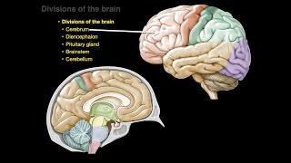 Divisions of the brain [upl. by Eicyaj]