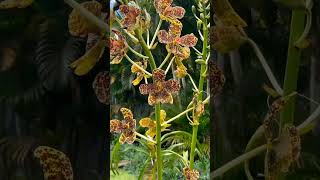 Grammatophyllum Speciosum Anggrek Tebu [upl. by Hochman92]