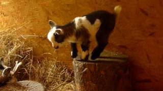 Pygmy goat kid playing [upl. by Gerald]