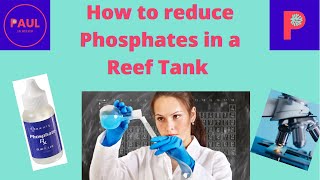 How to reduce phosphates in minutes from your reef aquarium reeftank reeftankbuild [upl. by Kehr]