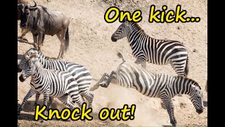 Zebra knocks out wildebeest with a single kick [upl. by Kaltman]