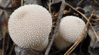 4K Lycoperdon excipuliforme Mushroom Identification [upl. by Osyth994]