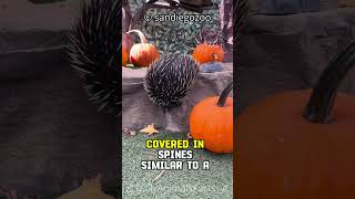 Echidna│Spiny Anteater and Unique EggLaying Mammal [upl. by Toolis]