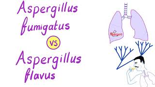 Aspergillus fumigatus VS Aspergillus flavus  Microbiology [upl. by Spracklen]