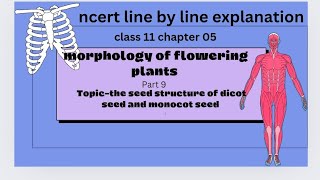 structure of dicot and monocot root ncert line by line explanation [upl. by Arhas774]