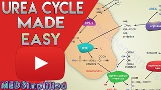 Urea Cycle Made Simple  Biochemistry Video [upl. by Labotsirc]