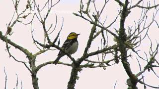 Goldencheeked Warbler [upl. by Palila]