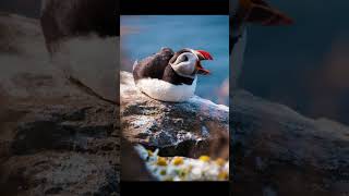 EP 18 Atlantic Puffin  Bird Song [upl. by Eelytsirk]