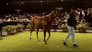 REMATE 2018  LA DOLFINA HARAS [upl. by Chaille]