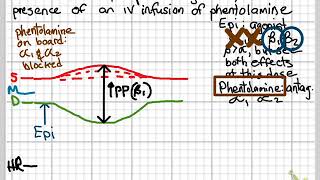 Epinephrine in the presence of phentolamine [upl. by Alicia]