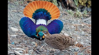 National Bird of Nepal  Himalayan monal Lophophorus impejanus dance [upl. by Aticilef]