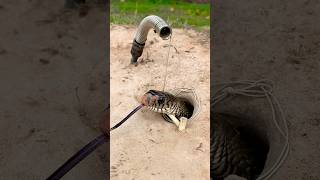 DIY Snake Trap shortvideo snaketrap snake shorts [upl. by Mauro]