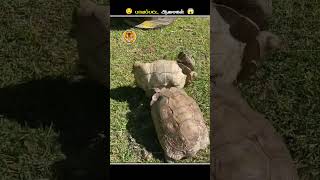 இந்த மாதிரியான ஆமைகளை பாத்தா உடனே Help பண்ணுங்க  Turtle Upside Down  Animal Voiceover Tamil [upl. by Kenway761]