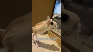 The narcissistic kangaroo rat animalshorts shortvideo short animals [upl. by Gudrin]