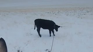 Doctoring a sick heifer calf in the snow [upl. by Edelson]