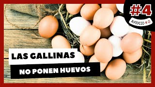 🥚 ¿Por qué mis GALLINAS NO PONEN HUEVOS  AVIOCIO 40 4 [upl. by Roice]