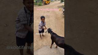 Kooti kitta mattikitan nilan🤣 kootifamily goats babygoats funnygoats tamil funnyvideos [upl. by Mariko]