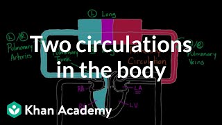 Two Circulations in the Body  Circulatory system physiology  NCLEXRN  Khan Academy [upl. by Teece297]