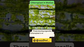 chloroplast in motionjhanjharpur 2024 Microscope🔬 DishaScienceClasses [upl. by Mart]