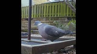 A large wood pigeon on the seed catcher tray [upl. by Amado]