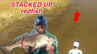 These AGGRESSIVE redfish were THICK in the marsh [upl. by Aekim]