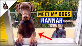 Meet my DOBERMANS Hannah  Banannah [upl. by Anuahsal563]