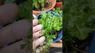 Growing Italian Parsley Herb at Home Garden herbs plants garden foryou shorts funny [upl. by Morez554]