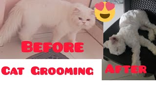 TRIM MY HAIR CAT  CUT MY HAIR  GROOMING  SOOO CUTE  summer shave of persian cat 🐈 😻 [upl. by Ydak]