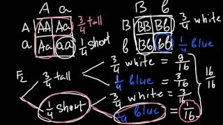 How to Solve Genetics Problems using Fork line method [upl. by Virgina726]