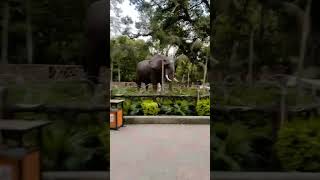 Suzuki elephant in Lahore zoocutebaby zoo cityzoo [upl. by Sherard]